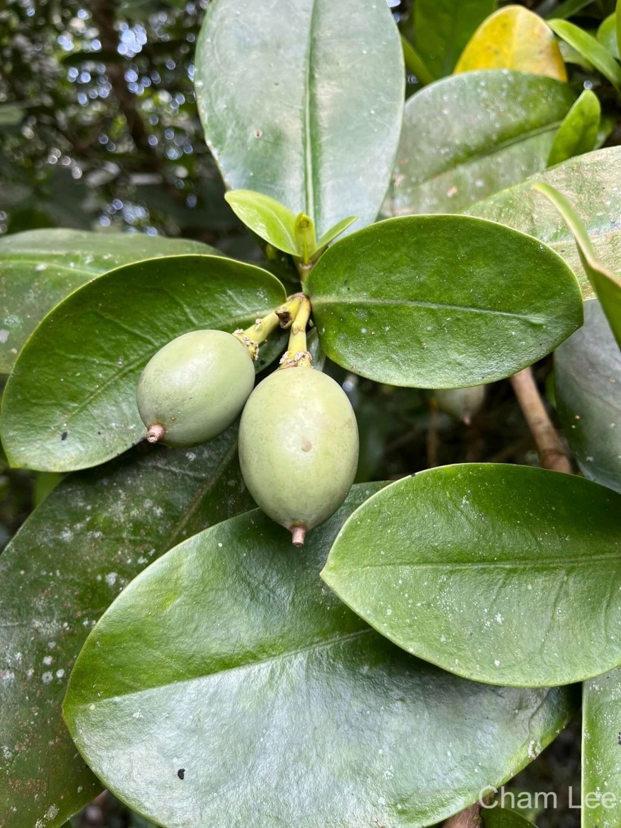 Fagraea ceilanica Thunb.